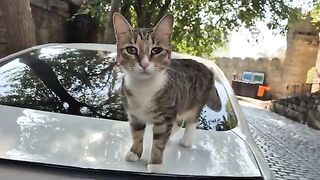 A Very Cute Stray Cat That Enchants Everyone with Her Gentle Voice.
