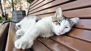 The cute cat opening its eyes, stretching its paws, and saying, Come on, bring me my food.