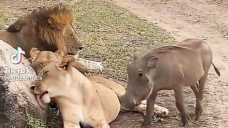 Warthog is mocking the lion family😀😀