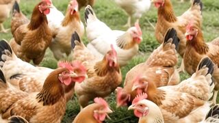 Baby scolding chicken 🐔