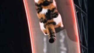 Ultimate stunt jump 😍