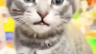 Cute Cat, kitten
