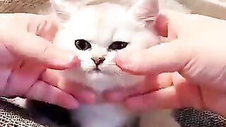 The Kind of Cuteness We All Need! 🐱💕✨