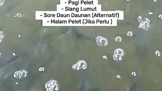 Check the Aggressiveness of Tilapia Aged 30 Days After Birth