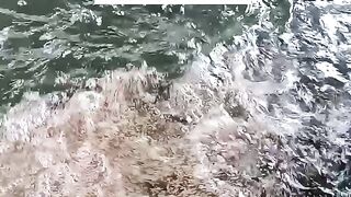 Check the Appetite of Tilapia Aged 30 Days After Birth