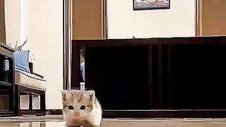 Funny kitten 7