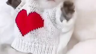 cute kittens 😸 cute 💖