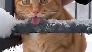 Cat most funniest video😂😹🐈