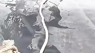 rescuing a cat
