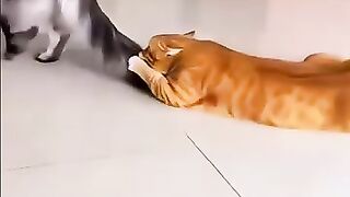 funny cats 55
