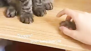 Real Life Tom And Jerry