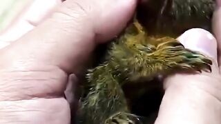 Monyet terkecil di dunia