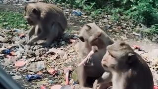 Wild Monkeys Exploring a Trash-Filled Area in the Forest 🐒