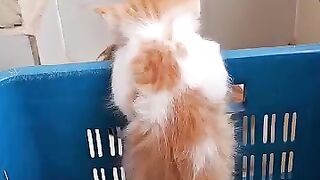 funny cat 143