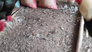 Two Roosters Face Off in an Intense Farmyard Encounter! 🐓