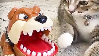 funny cat moment 😍😍