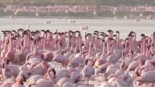 Por Que o Flamingo É Rosa A Resposta Surpreende!