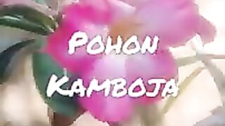 Pohon Kamboja Pink.