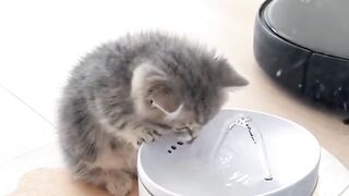Baby cat 27