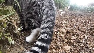 Gatos aventureiro