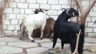 Wild Goat Run