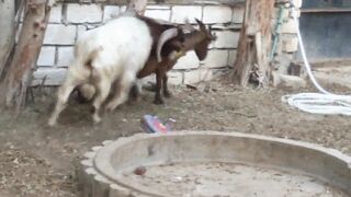 Silly Goat Tricks