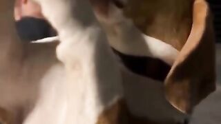 The funny dog 2