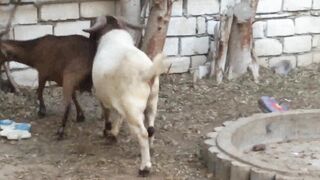 Goat Mischief Day 2
