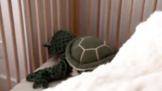 The sweetest little turtle you ever did see! 🐢💚 Wait for that smile at the end!