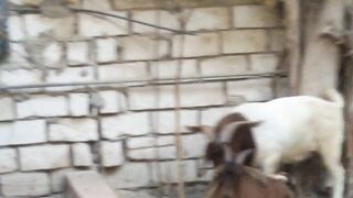 Smart Goat Tricks 2