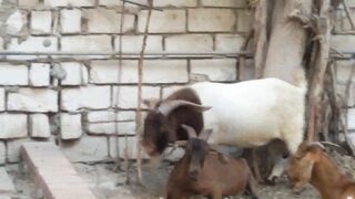 Crazy Animal Antics 2