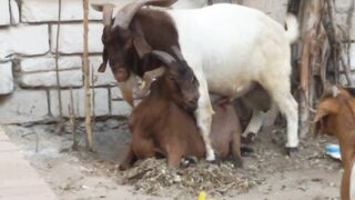 Naughty Little Goats 3