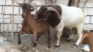 Goat Climbing Fail 2