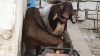 Funny Goat Chase 2