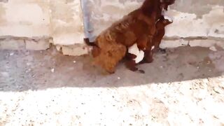 Wild Goat Play 2