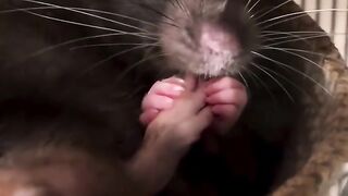 Bikin Nagih! Suara ASMR Tikus Peliharaan Lagi Mandi & Bebersih Diri 🐀✨ Cute ASMR