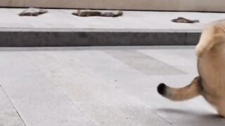 Kucing aktif