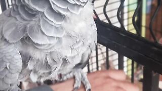 Mind-Blowing Facts About the Congo African Grey Parrot