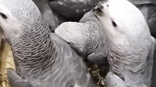 Why the Congo African Grey Is the Smartest Talking Pet Parrot