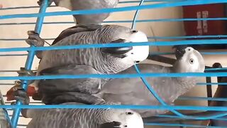 Congo African Grey Parrot Care Tips for a Happy, Healthy Bird