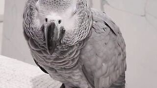 Meet the Congo African Grey: Nature’s Ultimate Talking Genius
