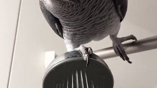 How Smart Is a Congo African Grey Parrot? Their Incredible Abilities Explained