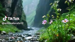 nature sound for relaxation 2