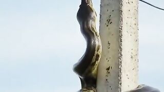 This Snake Climbed the Pole… What Happened Next Was Incredible!