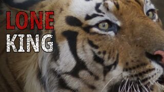 The Tiger: The Lone King Bigger Than a Lion