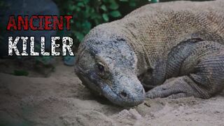 The Komodo Dragon: The Last Dinosaur Whose Bite Kills Slowly