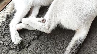 A mother cat and her kittens! So adorable! 😍😻
