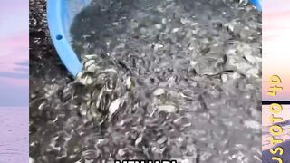 Mengapa Ikan Nila Jadi Ikan Budidaya Favorit di Dunia? Ini Alasannya! versi plustoto4d