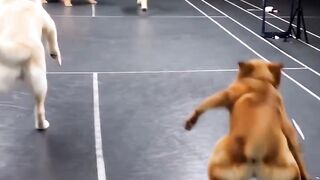 badminton 🐶