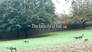 The beauty of autumn🍂